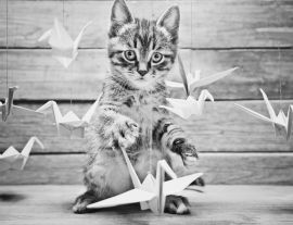 Lais Puzzle - Kleine Katze spielt mit bunten Papierkränen in schwarz weiß - 1.000 Teile