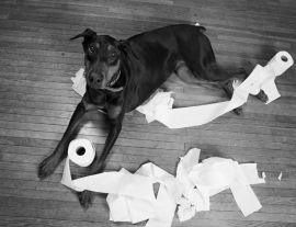 Lais Puzzle - Dobermann in schwarz weiß - 1.000 Teile