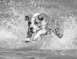 Lais Puzzle - American Staffordshire Terrier in schwarz weiß - 1.000 Teile