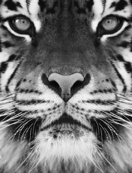 Lais Puzzle - Tiger in schwarz weiß - 1.000 Teile