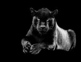 Lais Puzzle - Jaguar in schwarz weiß - 1.000 Teile