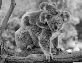 Lais Puzzle - Koala mit Baby auf dem Rücken in schwarz weiß - 1.000 Teile
