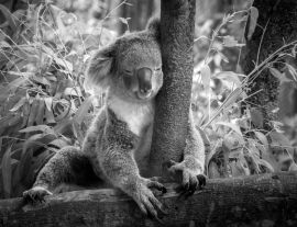 Lais Puzzle - Koala in schwarz weiß - 1.000 Teile