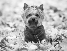 Lais Puzzle - Yorkshire Terrier im Pullover, England in schwarz weiß - 1.000 Teile