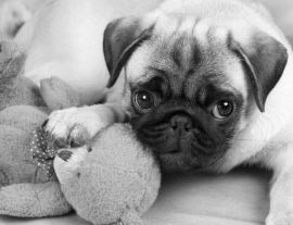 Lais Puzzle - Mops in schwarz weiß - 1.000 Teile