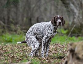 Lais Puzzle - Hundekacke - 1.000 Teile