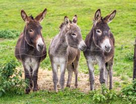 Lais Puzzle - Junge Esel - 1.000 Teile