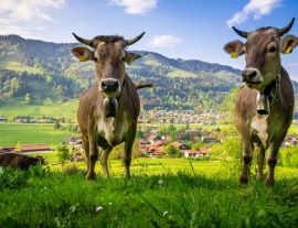 Lais Puzzle - Kühe: Porträtshooting im Allgäu - 1.000 Teile