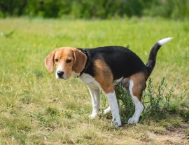Lais Puzzle - Niedlicher Beagle-Hundewelpe macht seine Toilette, kackt auf den Rasen. der Hund kackt auf die Natur im Park - 1.000 Teile