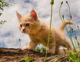 Lais Puzzle - Niedliches Maine Coon Kätzchen zum ersten Mal draußen - 1.000 Teile