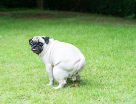 Lais Puzzle - Reinigen Sie Ihren Hundekot. Niedlicher Mops-Hundekot auf öffentlichem Feld. Schild "Hundekot verboten". Kacken ist nicht erlaubt - 1.000 Teile