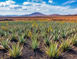 Lais Puzzle - Aloe Vera Plantage, Fuerteventura - 1.000 Teile