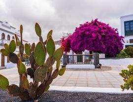 Lais Puzzle - Kakteen am bunten Zentralplatz von Haría auf Lanzarote - 1.000 Teile