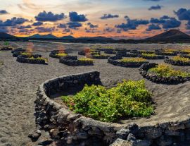 Lais Puzzle - La Geria Weinberg, Lanzarote - 1.000 Teile