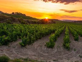 Lais Puzzle - Weinberg bei Sonnenuntergang, La Rioja - 1.000 Teile