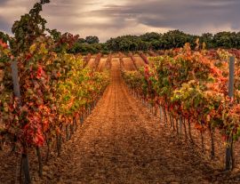 Lais Puzzle - Weinberg, La Rioja - 1.000 Teile