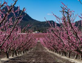 Lais Puzzle - Pfirsichblüte in Cieza, Mirador El Horno - 1.000 Teile