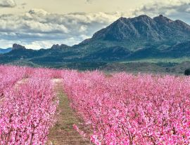 Lais Puzzle - Blüten von Obstbäumen in Cieza in Murcia - 1.000 Teile