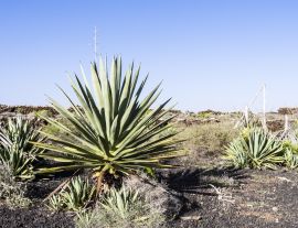 Lais Puzzle - Vega Rio de Palmas, Fuerteventura - 1.000 Teile