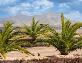 Lais Puzzle - Molino de Tefia, Fuerteventura - 1.000 Teile