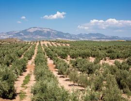 Lais Puzzle - Typische andalusische Landschaft in der Nähe des Dorfes Fuensanta in der Provinz Granada - 1.000 Teile