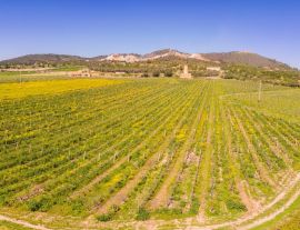 Lais Puzzle - Moli des Porques, Weinberge Mesquida Mora, Porreres, Mallorca - 1.000 Teile