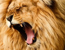 Lais Puzzle - Löwe   - 1.000 Teile