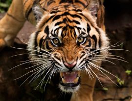 Lais Puzzle - Tiger - 1.000 Teile