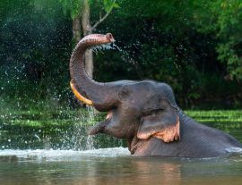 Lais Puzzle - Elefant - 1.000 Teile