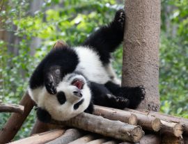 Lais Puzzle - Panda - 1.000 Teile