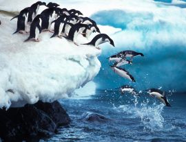 Lais Puzzle - Pinguine - 1.000 Teile