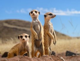 Lais Puzzle - Erdmännchen - 1.000 Teile