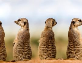 Lais Puzzle - Erdmännchen - 1.000 Teile