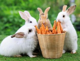 Lais Puzzle - Kaninchen - 1.000 Teile