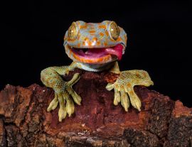 Lais Puzzle - Gecko - 1.000 Teile