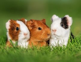 Lais Puzzle - Meerschweinchen  - 1.000 Teile