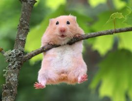 Lais Puzzle - Hamster - 1.000 Teile