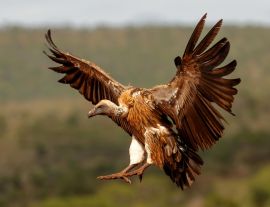 Lais Puzzle - Geier - 1.000 Teile