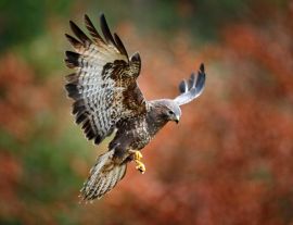 Lais Puzzle - Bussard - 1.000 Teile