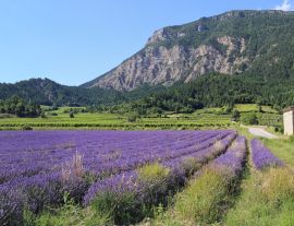 Lais Puzzle - Sommerlandschaft in Frankreich - 1.000 Teile