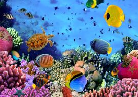 Lais Puzzle - Korallenriff - 500 & 1.000 Teile