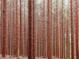 Lais Puzzle - Wald im Herbst - 1.000 Teile