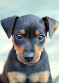Lais Puzzle - Pinscher - 100, 200, 500 & 1.000 Teile