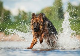 Lais Puzzle - Schäferhund - 100, 200, 500 & 1.000 Teile