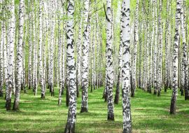 Lais Puzzle - Erstes Frühlingsgrün im Birkenwald - 100, 200, 500 & 1.000 Teile