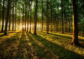 Lais Puzzle - Lichtstrahlen im Wald - 100, 200, 500 & 1.000 Teile