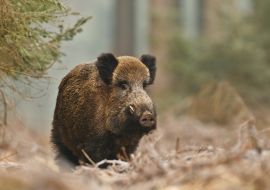 Lais Puzzle - Wildschwein - 100, 200, 500 & 1.000 Teile