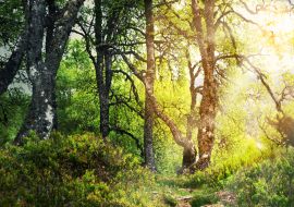 Lais Puzzle - Zauberwald - 100, 200, 500 & 1.000 Teile