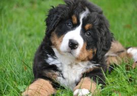 Lais Puzzle - Berner Sennenhund - 1.000 Teile