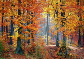 Lais Puzzle - Waldlandschaft im Herbst - 1.000 Teile